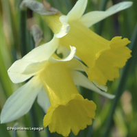 Miniature Narcissus hispanicus subsp. hispanicus