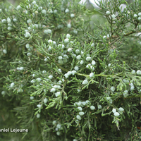Miniature Juniperus virginiana