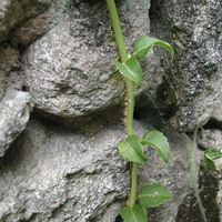Miniature Hydrangea anomala subsp. petiolaris