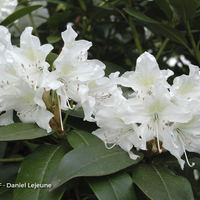 Miniature Rhododendron spp.