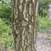 Miniature Quercus frainetto