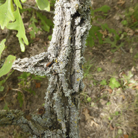 Miniature Quercus macrocarpa