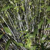 Miniature Salix irrorata