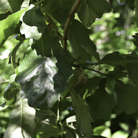 Miniature Quercus bicolor