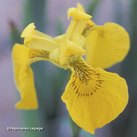 Miniature Iris pseudacorus