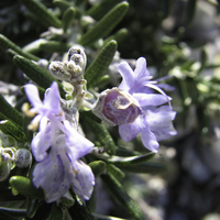 Miniature Salvia rosmarinus ( Prostrata Group ) 'Pointe du Raz'