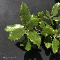 Miniature Quercus ilex