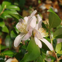 Miniature Camellia 'Cinnamon Scentsation'