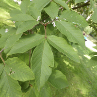 Miniature Acer maximowiczianum