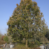 Miniature Quercus canariensis