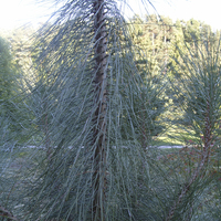 Miniature Pinus coulteri