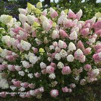 Miniature Hydrangea paniculata 'Rensun' SUNDAE FRAISE®