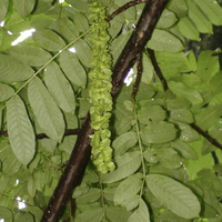 Miniature Pterocarya fraxinifolia