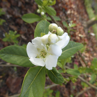 Miniature Exochorda racemosa
