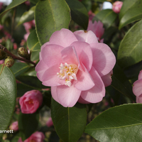 Miniature Camellia 'Spring Festival'
