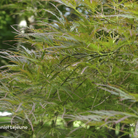 Miniature Acer palmatum 'Ornatum'