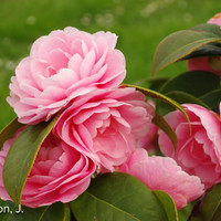 Miniature Camellia 'Lovely Lady'