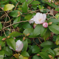 Miniature Camellia 'Quintessence'