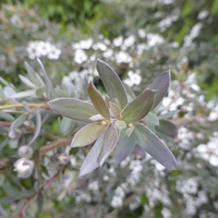 Miniature Leptospermum 'Silver Sheen'