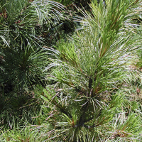 Miniature Pinus cembra