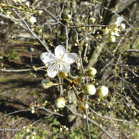 Miniature Prunus cerasifera