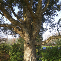Miniature Quercus suber