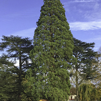 Miniature Sequoiadendron giganteum