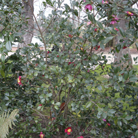 Miniature Camellia x vernalis 'Yuletide'