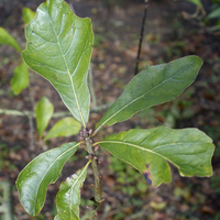 Miniature Quercus nigra