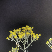 Miniature Helichrysum italicum