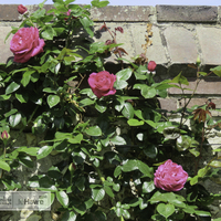 Miniature Rosa 'Meigrisosar' GRIMPANT BARONNE E. DE ROTHSCHILD®