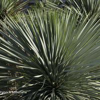 Miniature Yucca rostrata