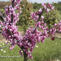 Miniature Cercis canadensis 'Forest Pansy'