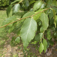 Miniature Betula utilis subsp. albosinensis