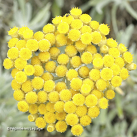 Miniature Helichrysum orientale