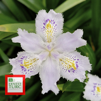 Miniature Iris japonica