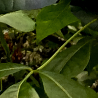 Miniature Ptelea trifoliata