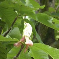 Miniature Magnolia tripetala