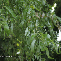 Miniature Salix babylonica var. pekinensis 'Tortuosa'