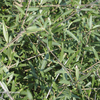 Miniature Phillyrea angustifolia