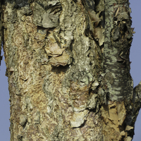 Miniature Betula nigra