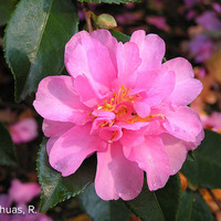 Miniature Camellia x hiemalis 'Showa-no-sakae'
