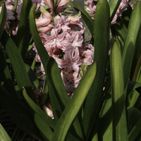 Miniature Hyacinthus orientalis