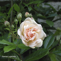 Miniature Rosa 'Ghislaine de Féligonde'