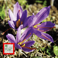 Miniature Crocus sativus