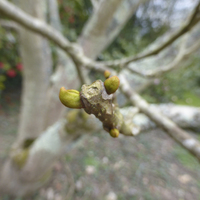 Miniature Phellodendron amurense