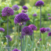Miniature Allium hollandicum 'Purple Sensation'