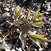 Miniature Paeonia lactiflora