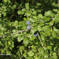 Miniature Prunus spinosa