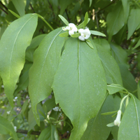 Miniature Abelia biflora